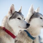 Husky Spirit Animal: The Spiritual Meaning of Huskies And Understanding Husky Dream Meanings
