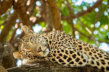Leopard Symbolism Explained: The Leopard Spirit Animal And Understanding  The Dream Meaning Of Leopards - Spirit of Sapphire