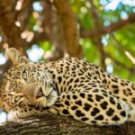 Leopard Symbolism Explained: The Leopard Spirit Animal And Understanding The Dream Meaning Of Leopards