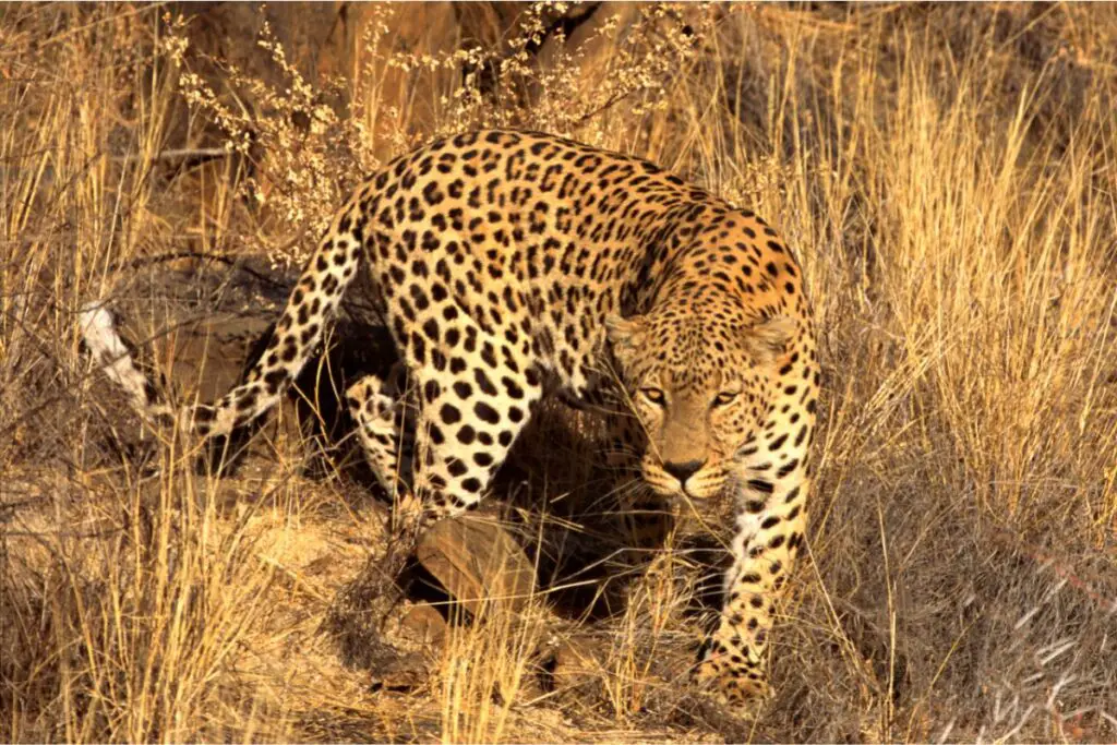 leopard spirit animal