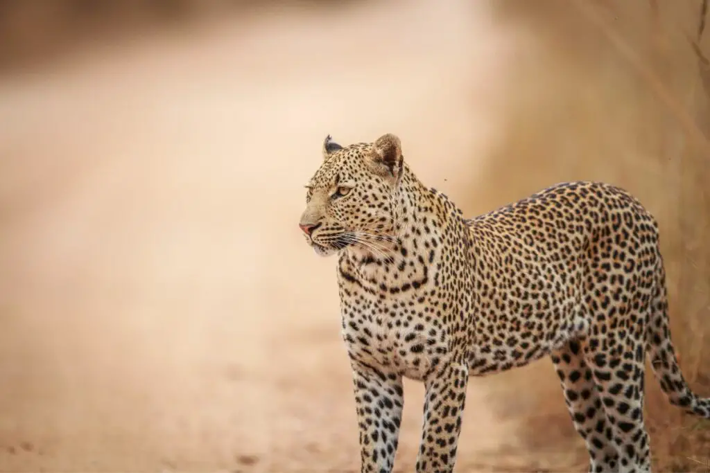 leopard spiritual meaning