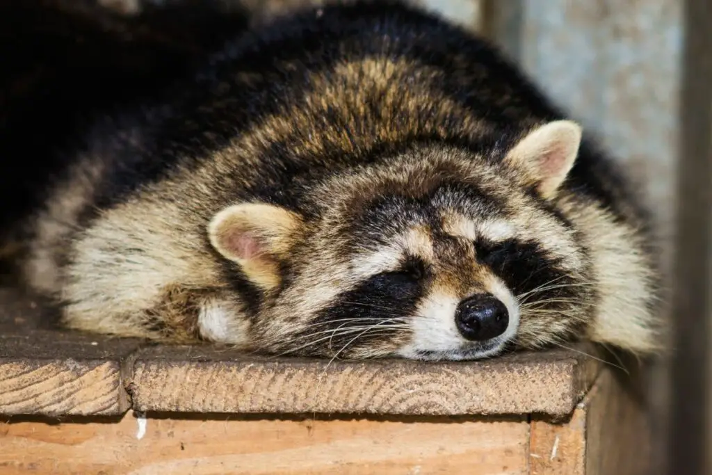 raccoon dream meaning