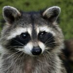 raccoon spiritual meaning