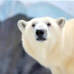 Polar Bear Symbolism