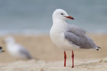Seagull Symbolism: Seagull Spiritual Meaning And Dream Meaning Explained -  Spirit of Sapphire