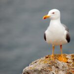 Seagull Symbolism Seagull Spiritual Meaning And Dream Meaning Explained