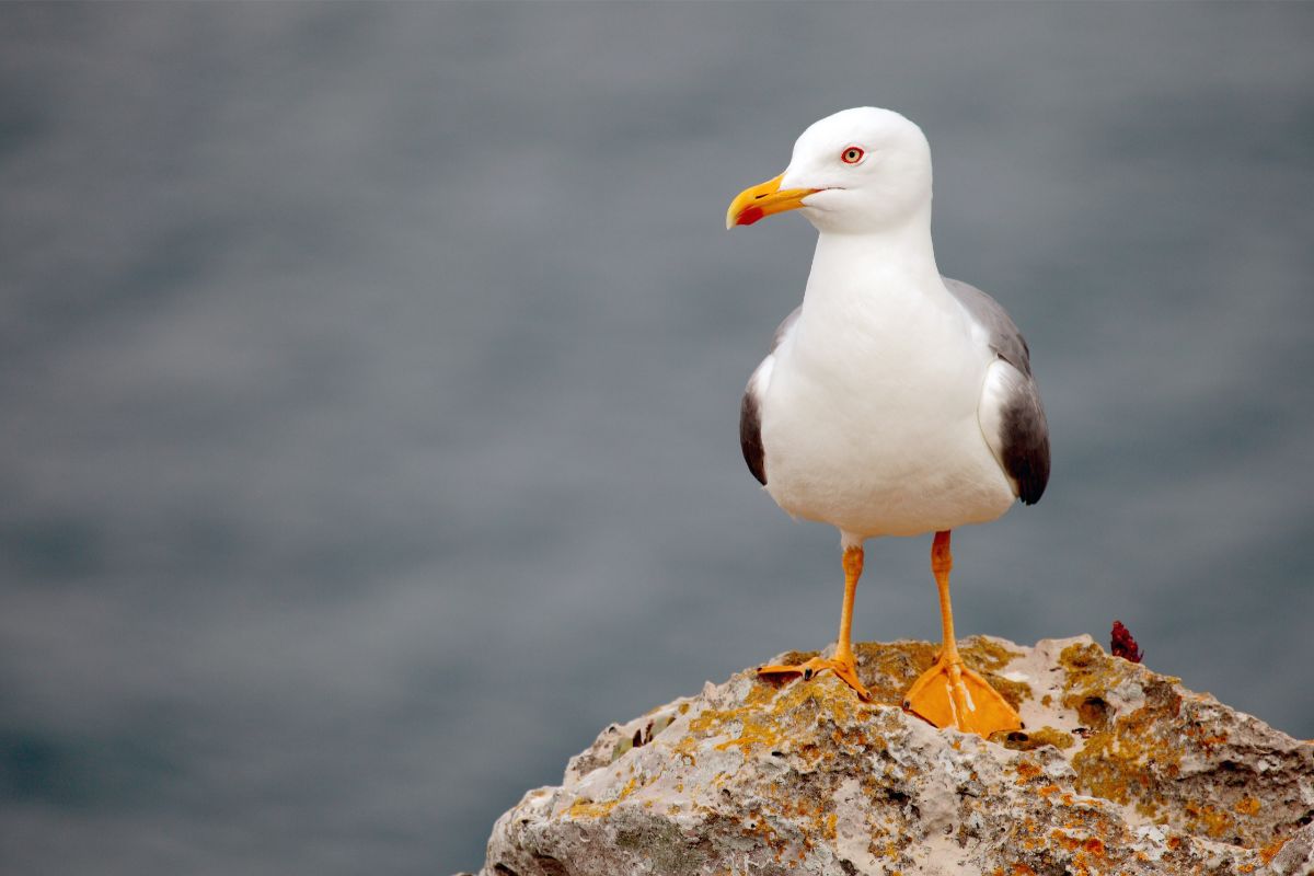 Seagull Symbolism: Seagull Spiritual Meaning And Dream Meaning Explained -  Spirit of Sapphire