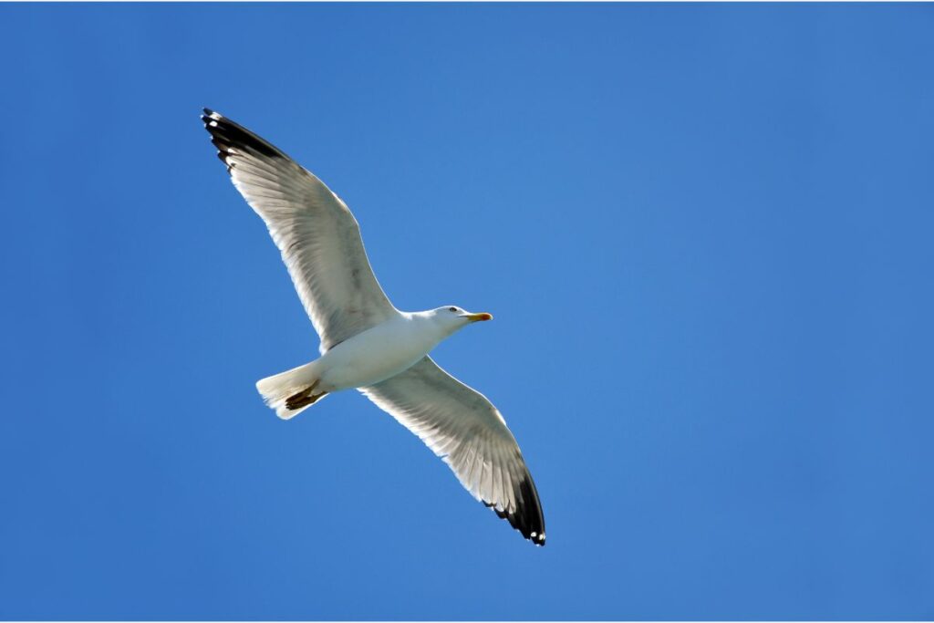 What Is The Spiritual Meaning Of A Seagull