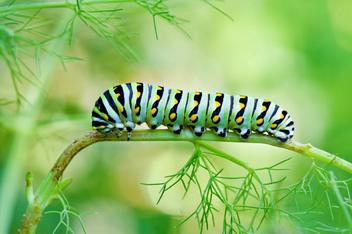 Caterpillar Spiritual Meaning: The Caterpillar Spirit Animal, Caterpillar  Symbolism, Dream Meaning And More - Spirit of Sapphire