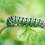 Caterpillar Spiritual Meaning: The Caterpillar Spirit Animal, Caterpillar Symbolism, Dream Meaning And More
