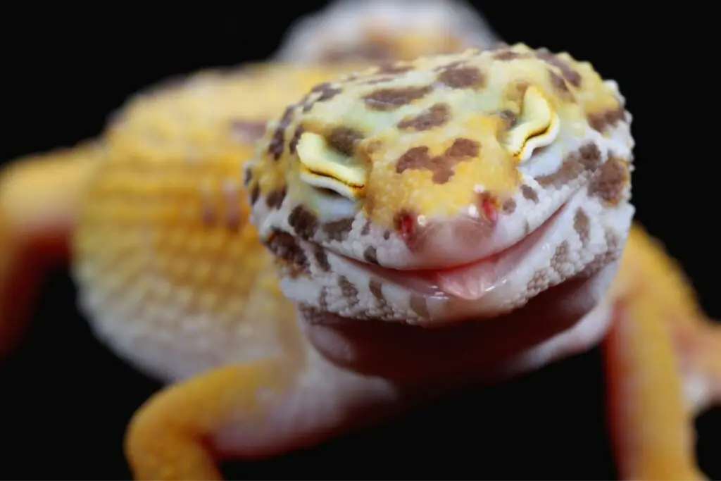 gecko dream meaning