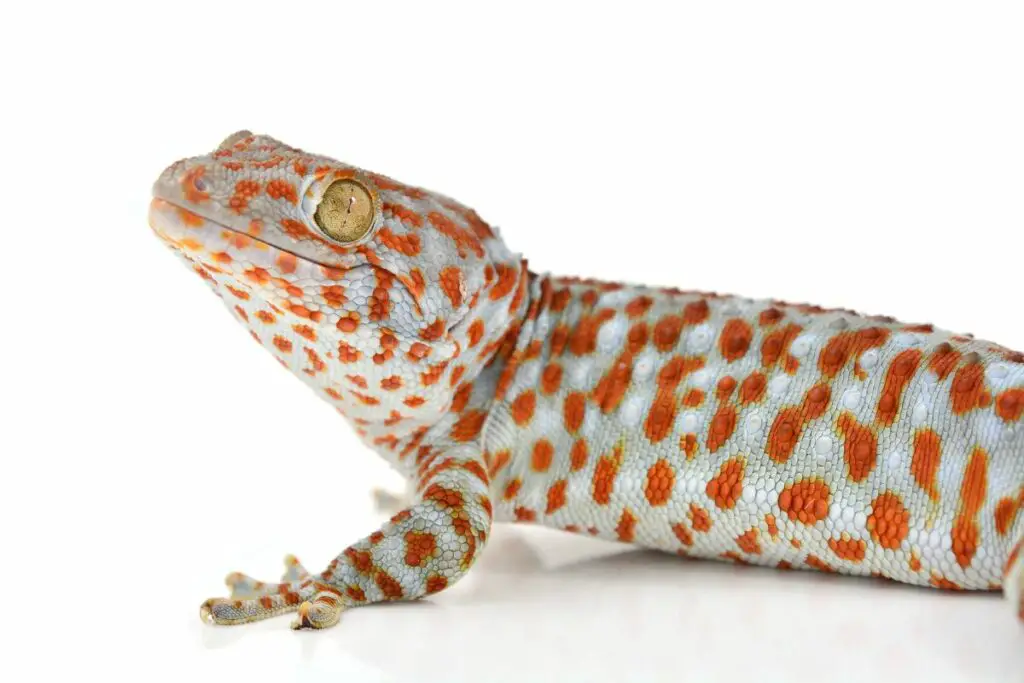 spiritual meaning of gecko