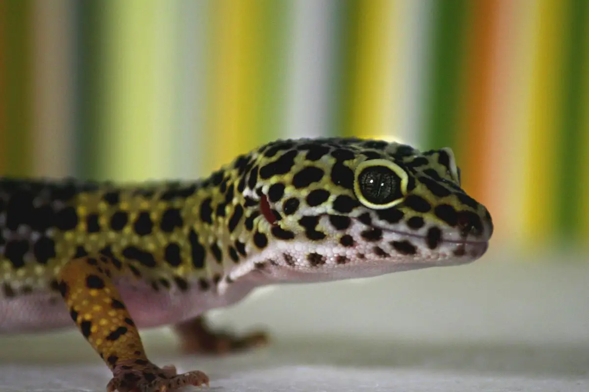 gecko spiritual meaning