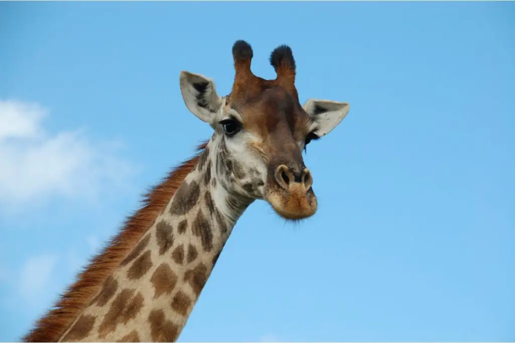 giraffe dream meaning