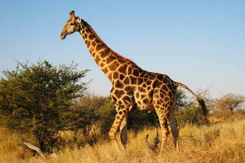 giraffe spirit animal meaning
