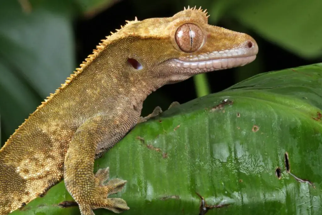 gecko spirit animal