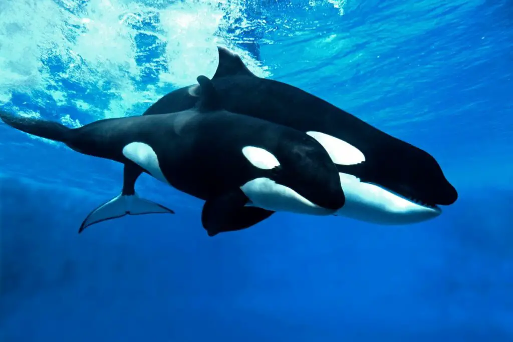 orca symbolism