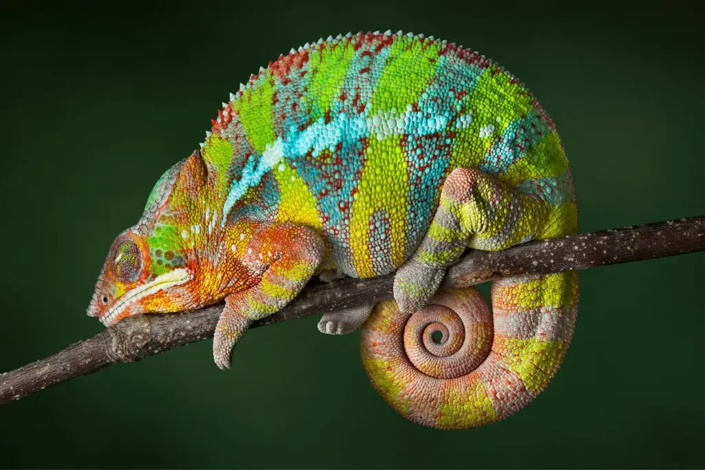 chameleon dream meaning