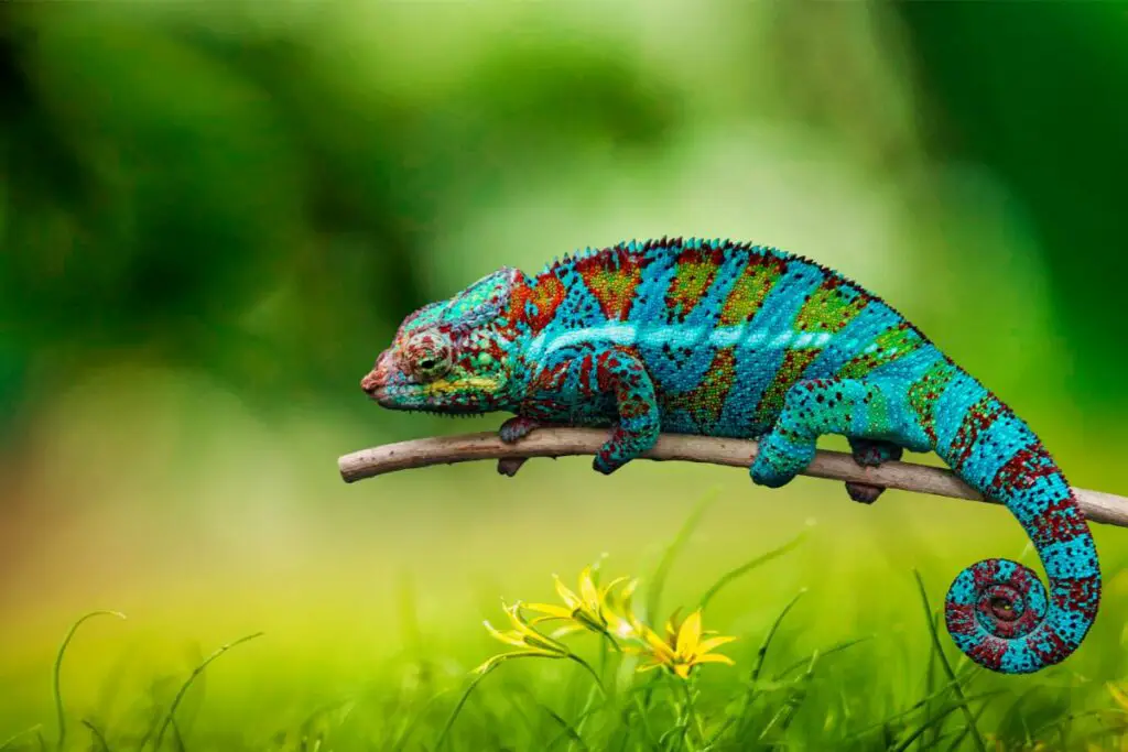chameleon symbolism
