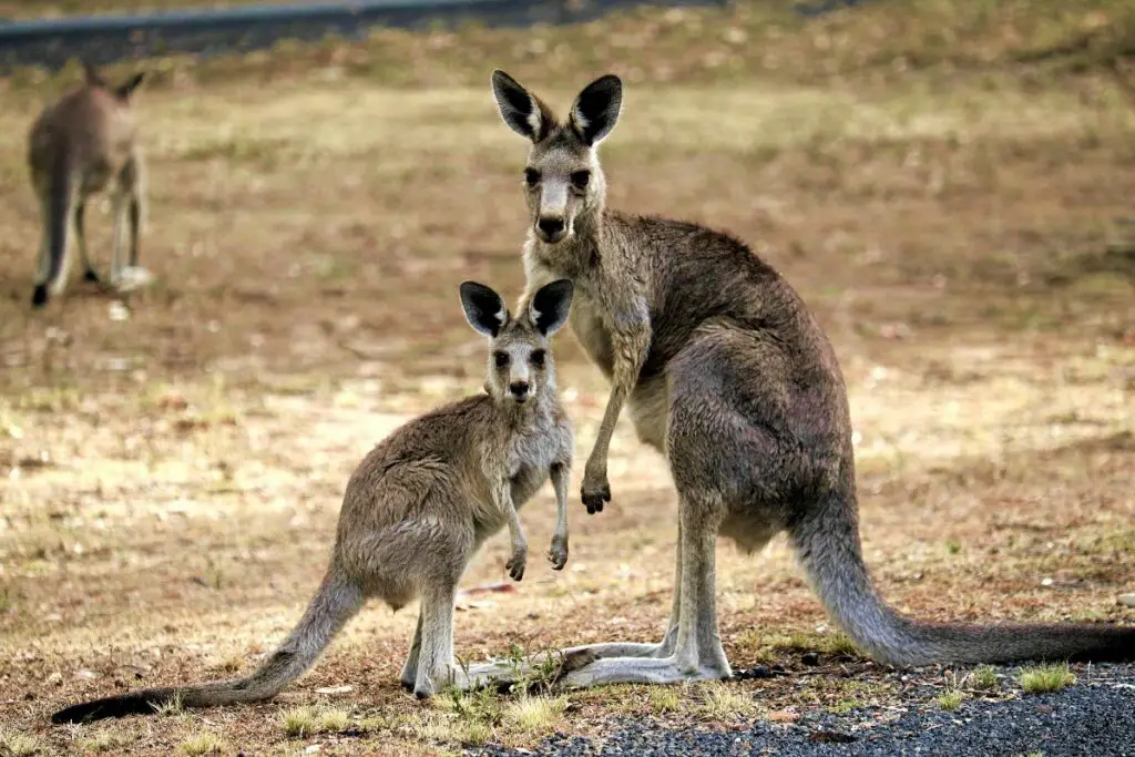 kangaroo dream meaning