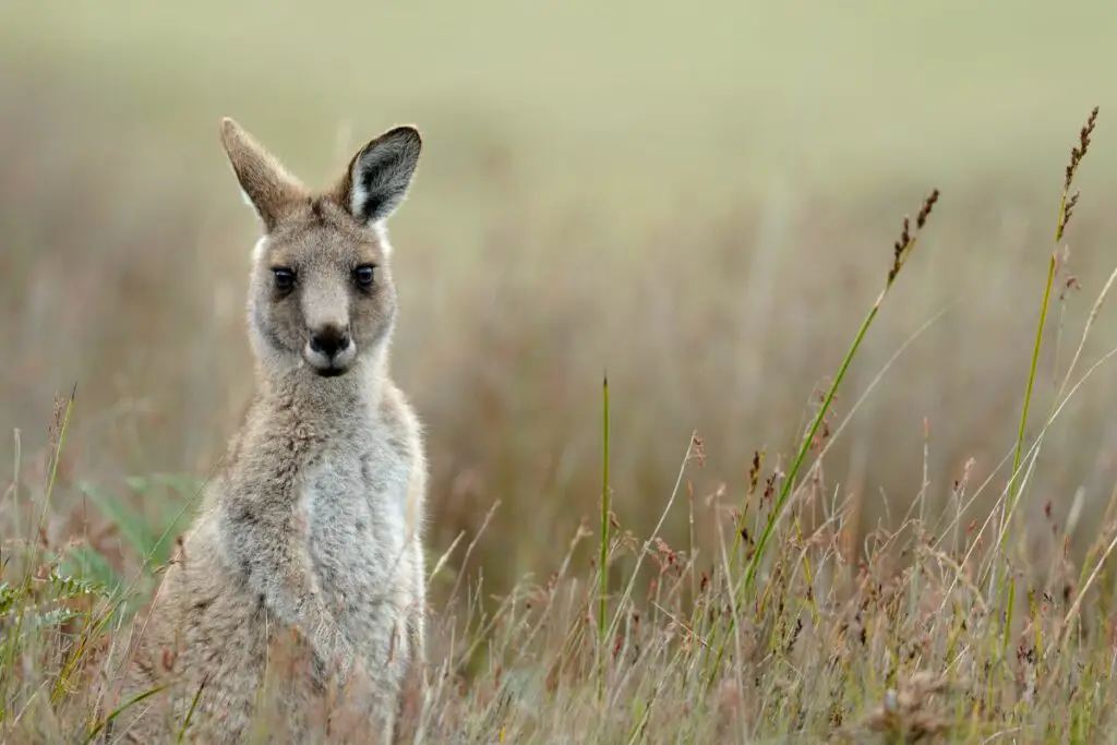 kangaroo spirit animal