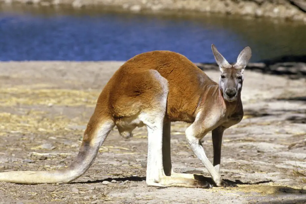 kangaroo symbolism