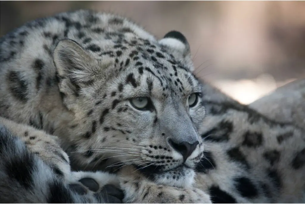 snow leopard dream meaning