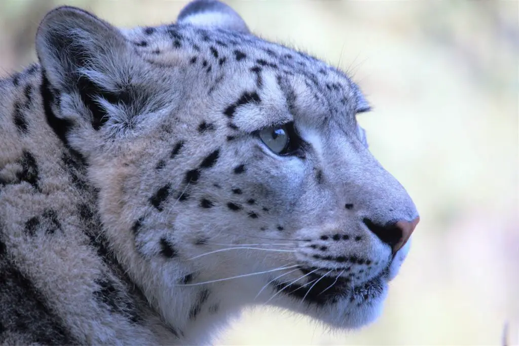 snow leopard spirit animal