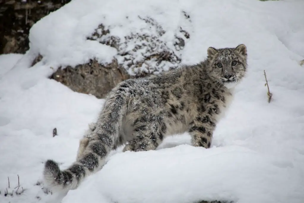 snow leopard spiritual meaning