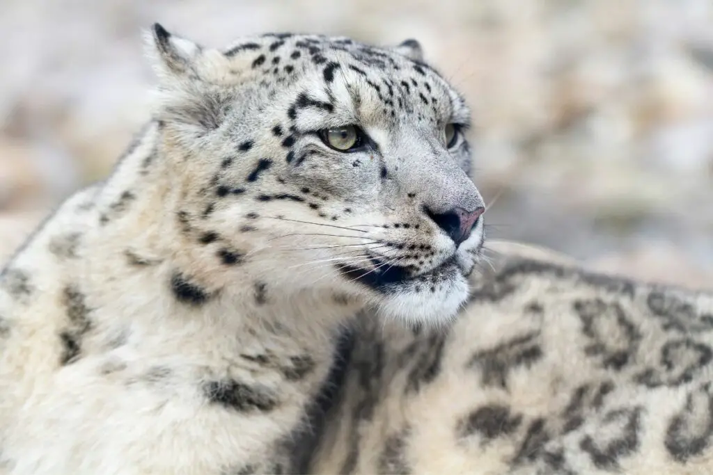 snow leopard symbolism