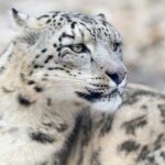 snow leopard symbolism