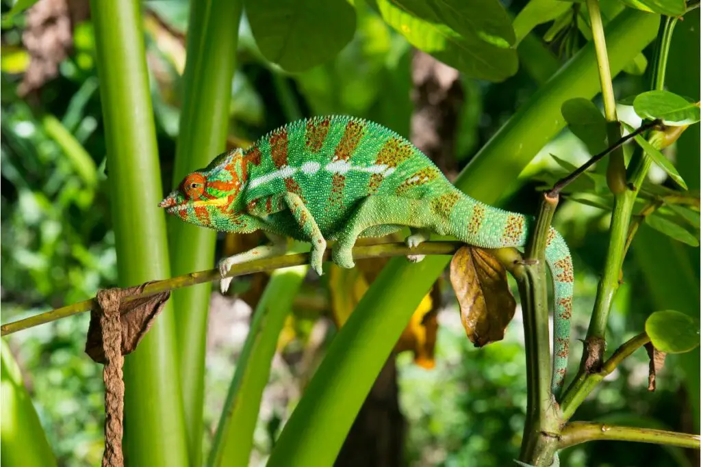 spiritual meaning of chameleon
