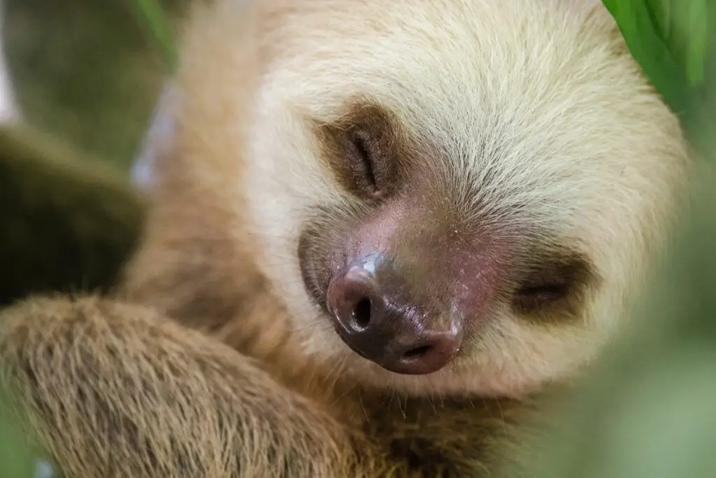 What do sloths symbolize in dreams
