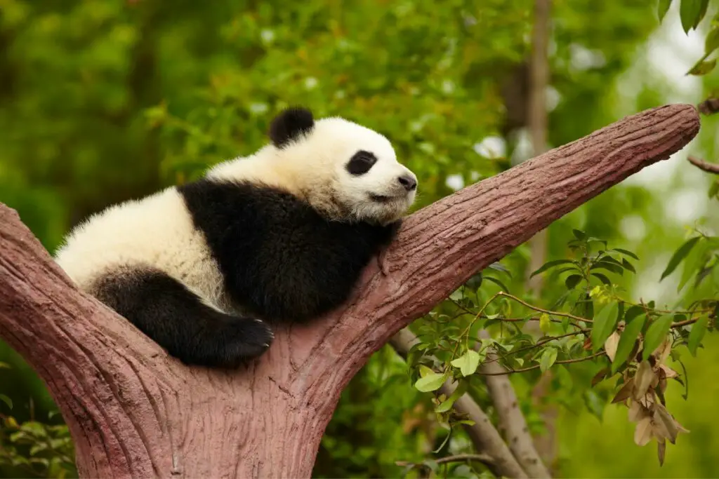 panda dream meaning