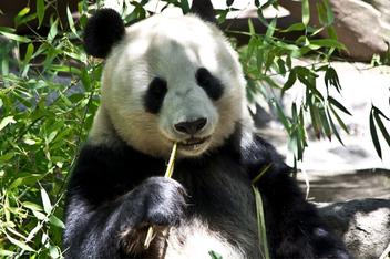 The Panda Spirit Animal: Understanding Panda Symbolism And Dream Meaning -  Spirit of Sapphire