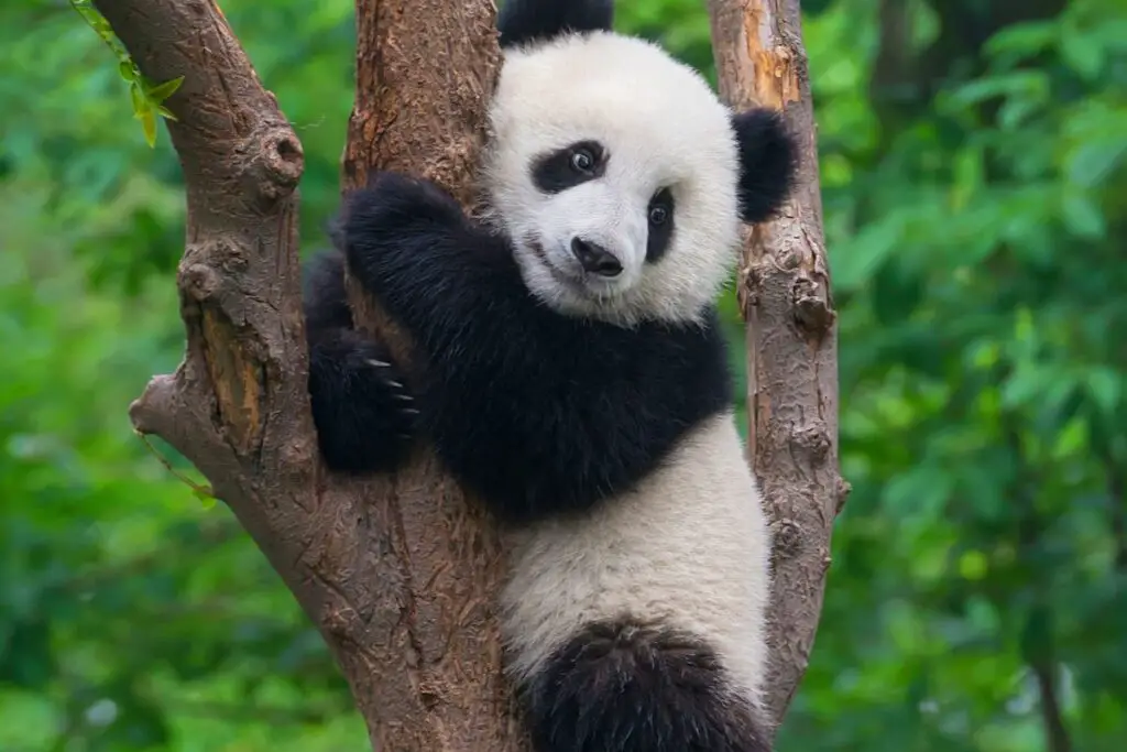 panda symbolism