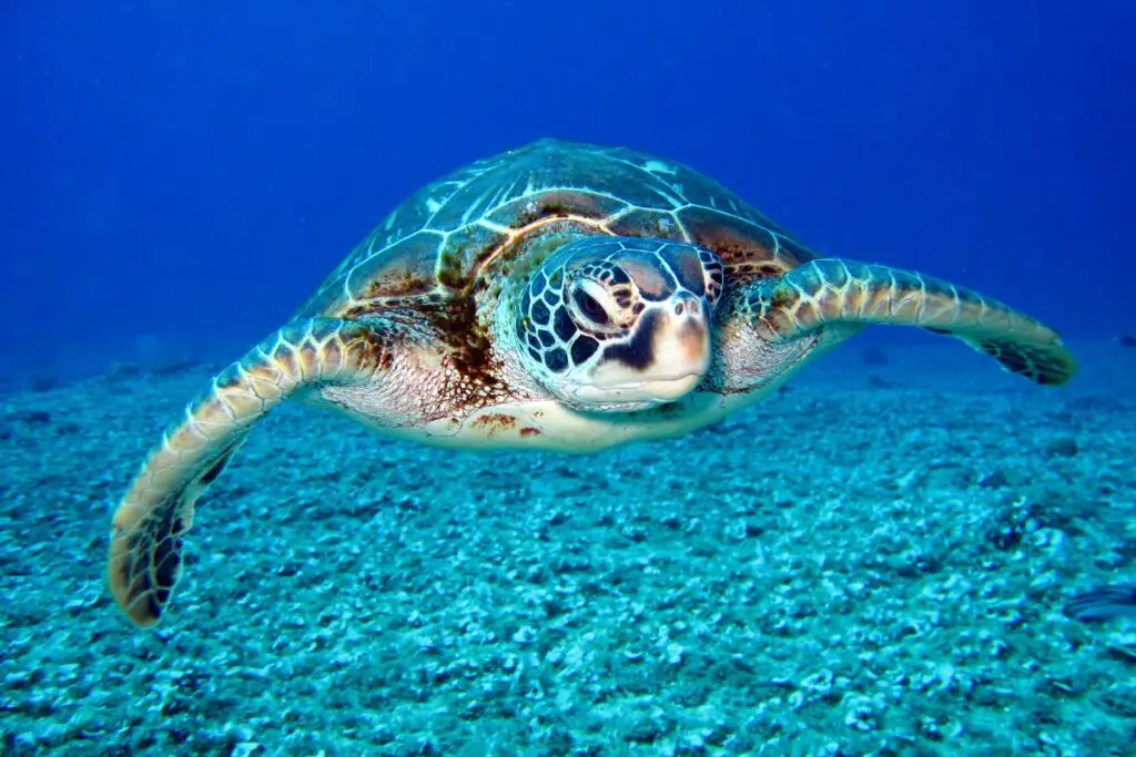 sea turtle symbolism