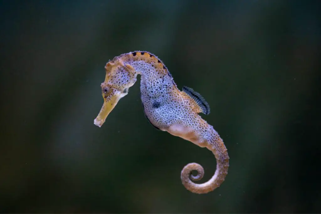 seahorse dream meaning