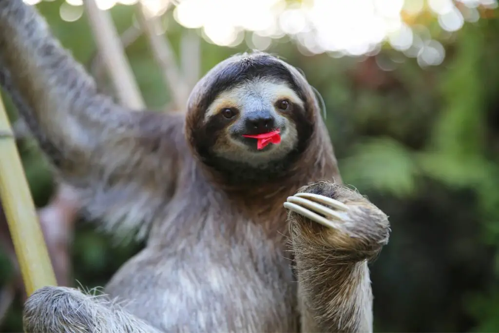 sloth spirit animal