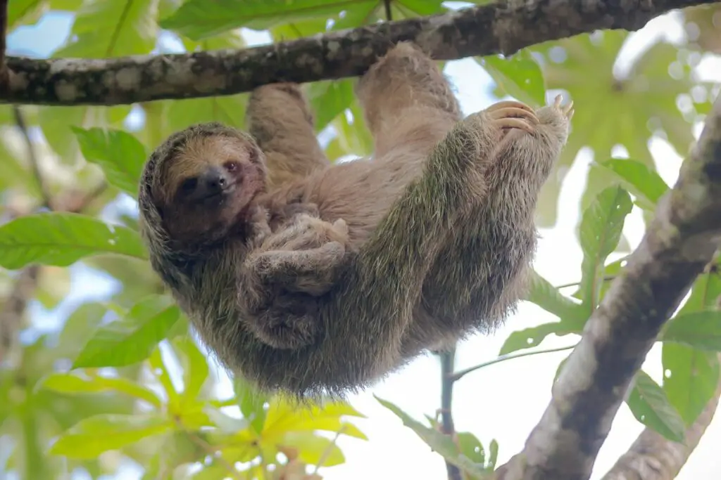 sloth spiritual meaning