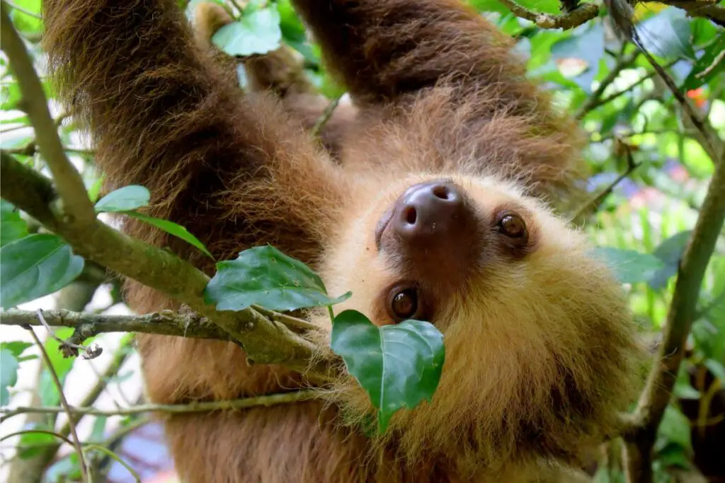 sloth symbolism