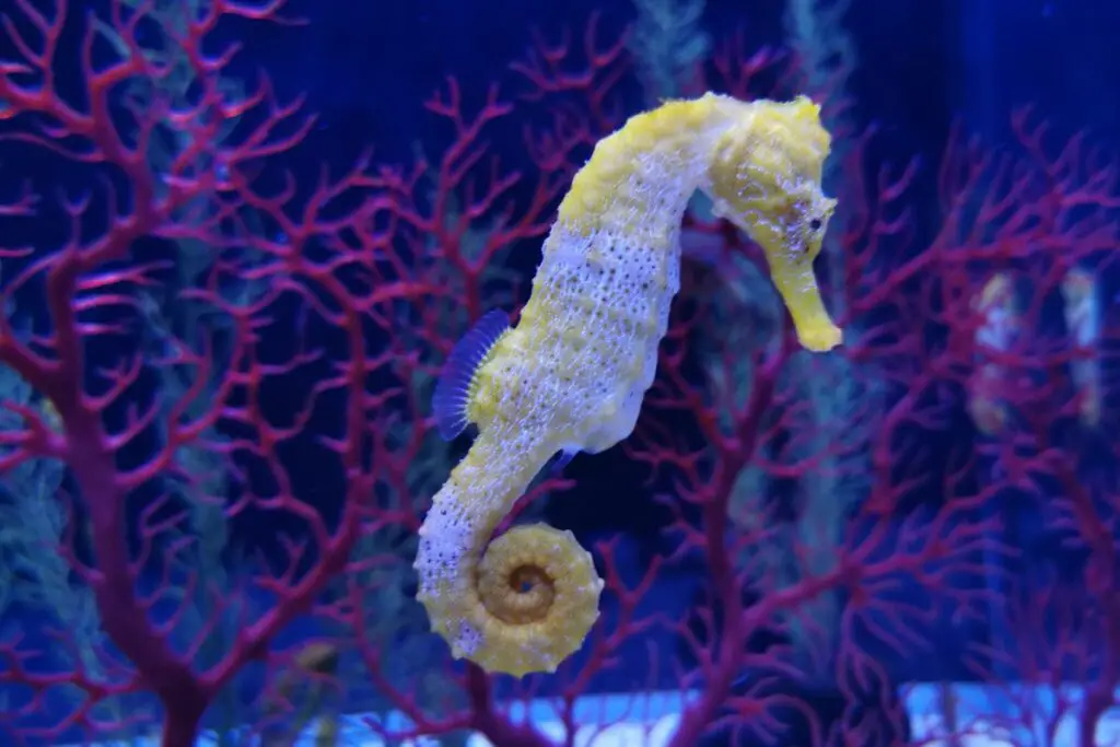 spiritual meaning of seahorse