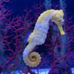 spiritual meaning of seahorse