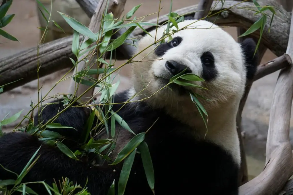 what do pandas symbolize