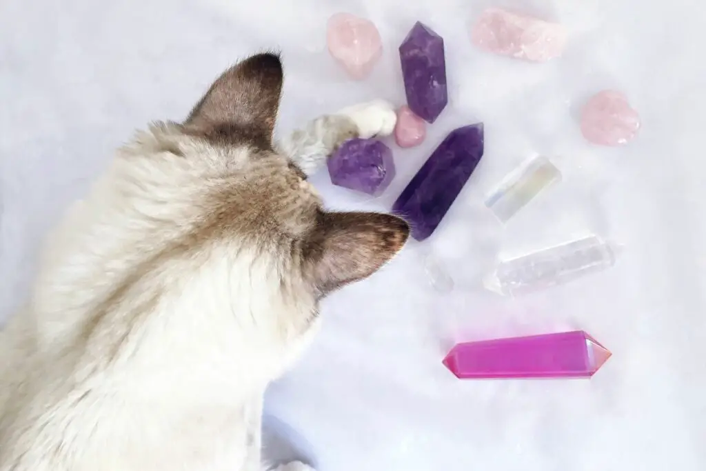 why is my cat attracted to my crystals