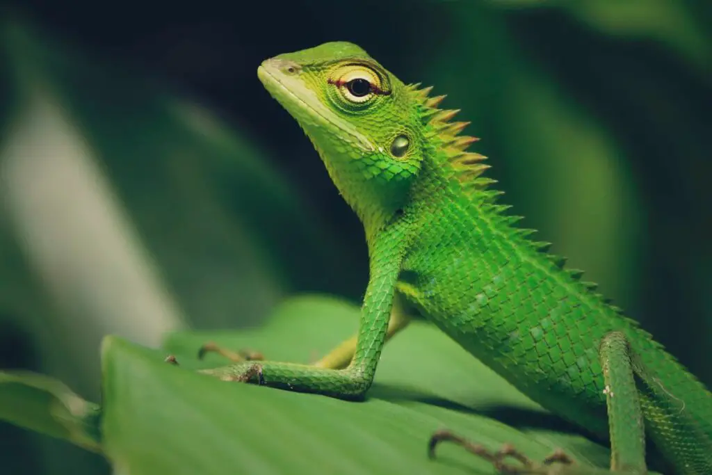Green Lizard Symbolism