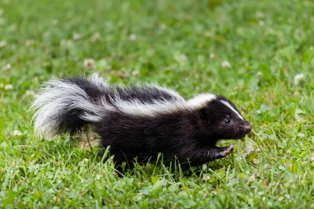 skunk dream meaning