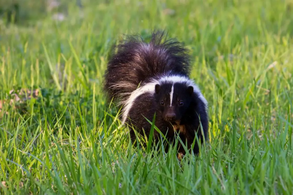 skunk symbolism