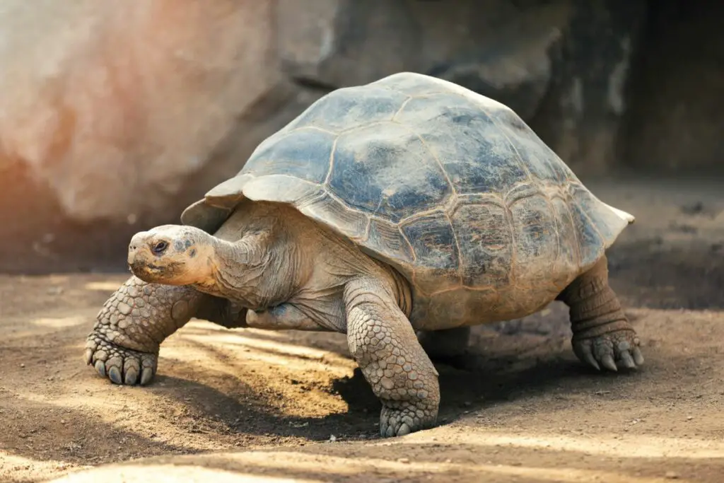 tortoise spiritual meaning