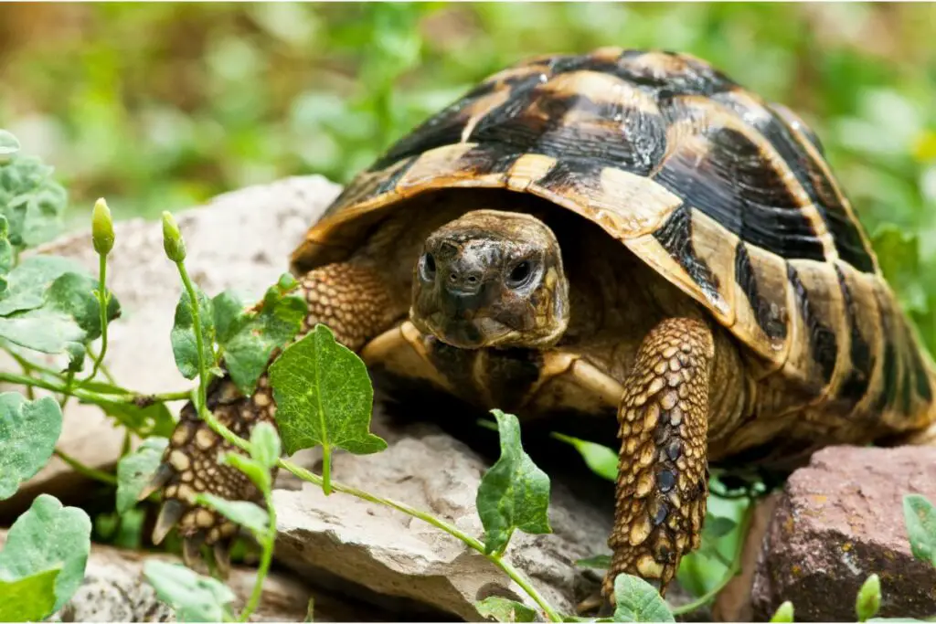 tortoise spiritual meaning